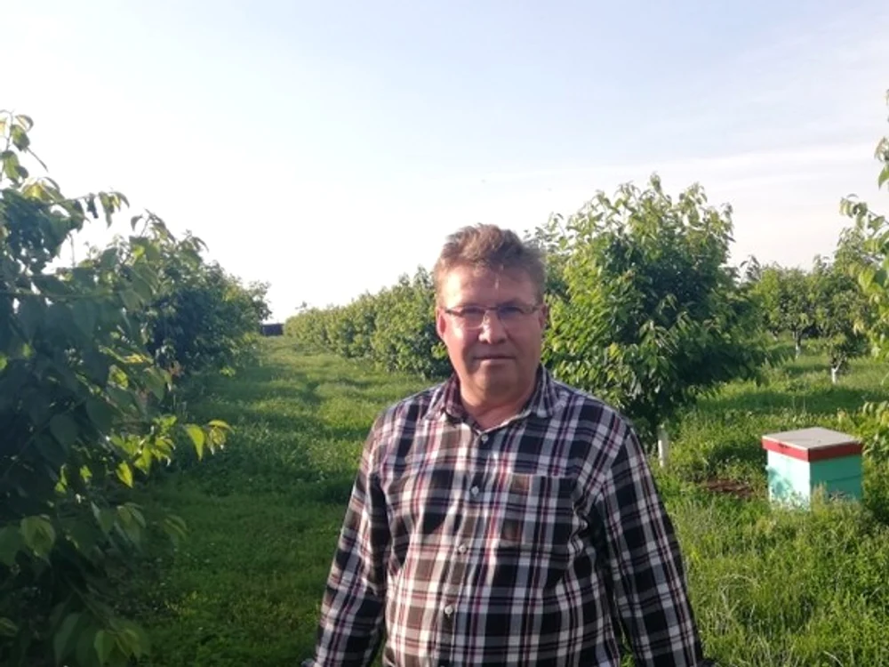 
    „Acest cireş este mândria staţiunii  noastre”, spune directorul Gelu Corneanu   