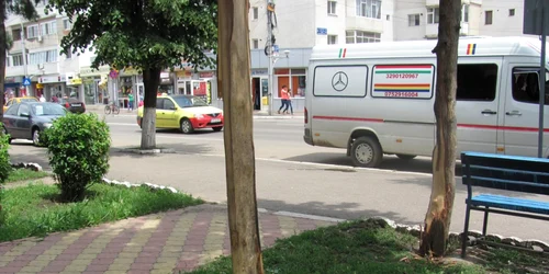 copaci mancati de caini