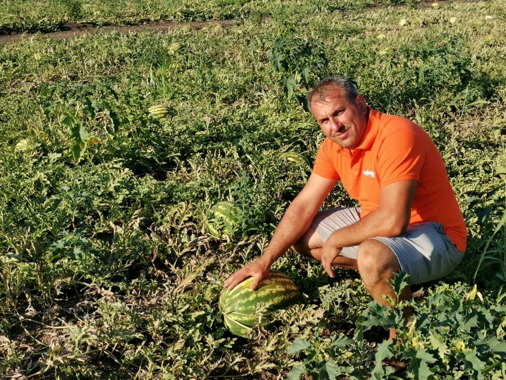 Lubeniţa de la Gottlob este la mare căutare în tot vestul ţării FOTO Ş.Both