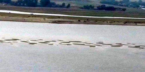 Insula din mijlocul Dunării FOTO Costel Crângan