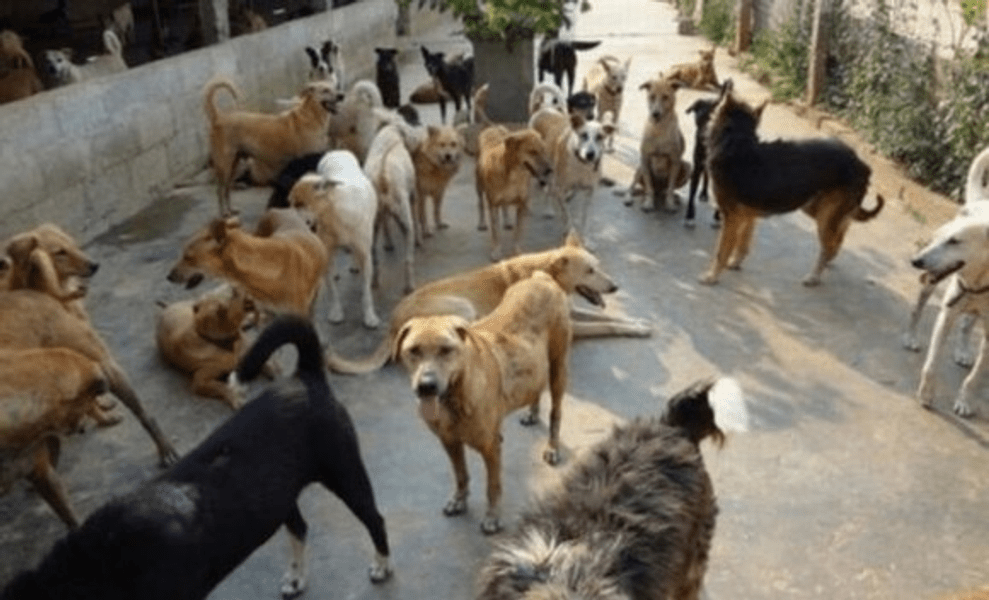 Impozit nou în Târgu Jiu pentru gestionarea problemei câinilor fără stăpân 