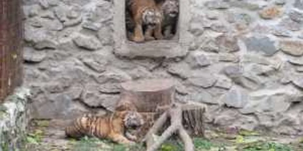 Cele trei femele de tigru aşteaptă să primească nume