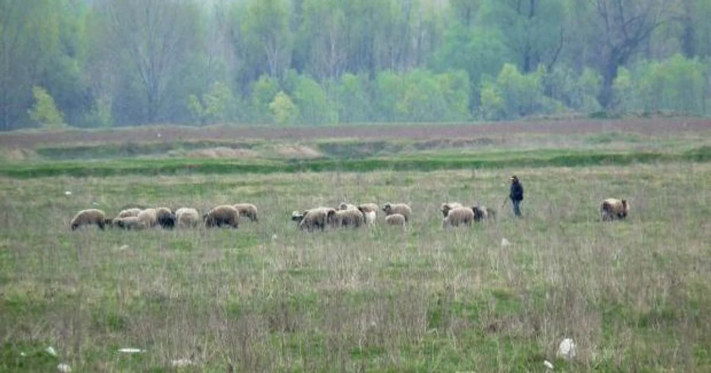 Pagubele înregistrate de proprietarii oilor sunt însemnate. Foto Arhivă