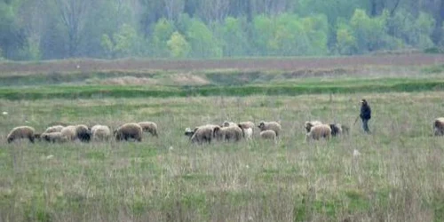 Mielul a fost furat din turma unui localnic Foto. Adevărul