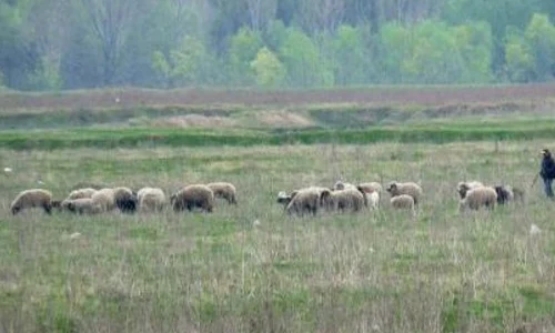 Mielul a fost furat din turma unui localnic Foto. Adevărul