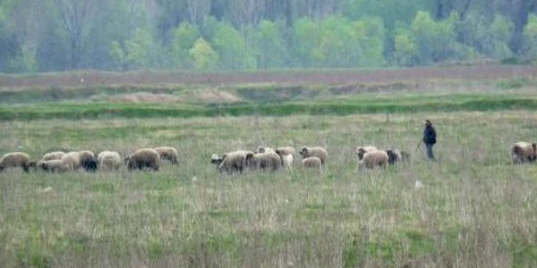 Mielul a fost furat din turma unui localnic Foto. Adevărul