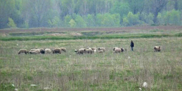 Mielul a fost furat din turma unui localnic Foto. Adevărul