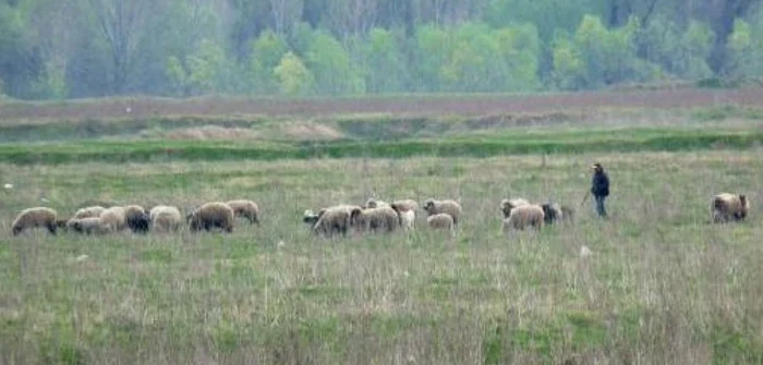 În gospodăriile populației se regăsesc peste 95% din efectivele de oi și capre FOTO: arhiva/Adevăru