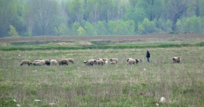 Mielul a fost furat din turma unui localnic Foto. Adevărul