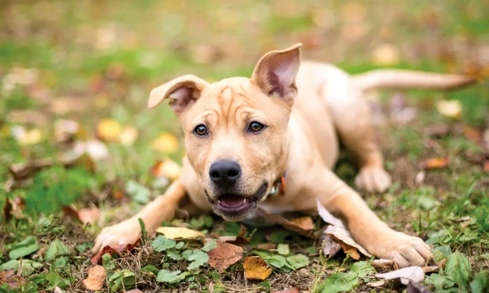 foto: generic humanesociety.org