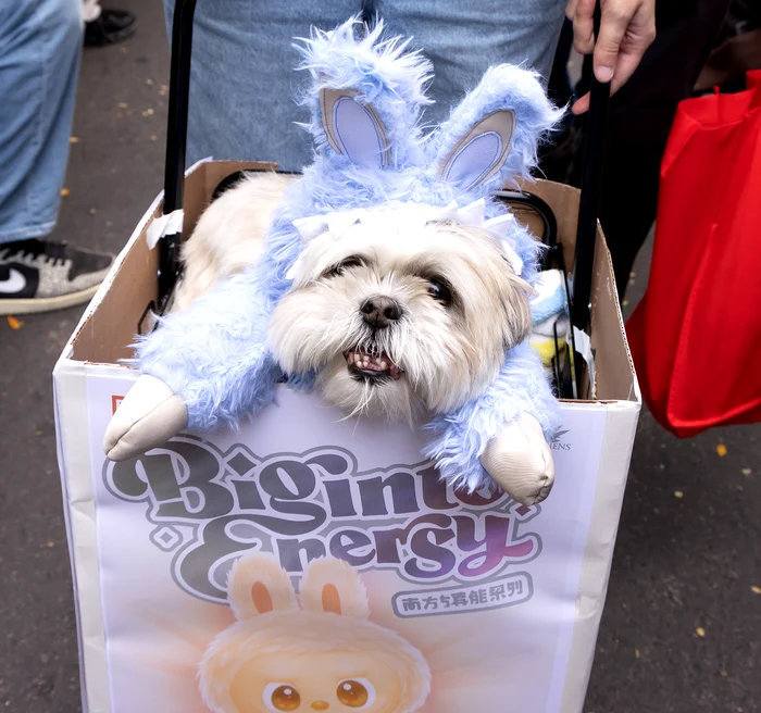 Acest cățel a fost costumat în celebra jucărie Labubu (Foto: Profimedia)