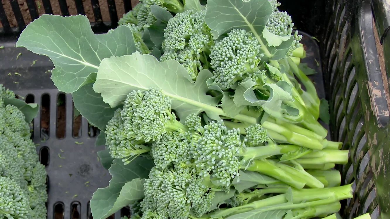 buzaubroccolini