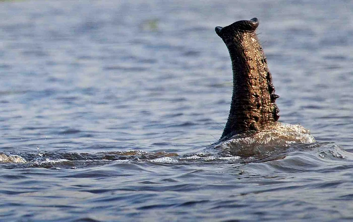 Elefantul şi-a folosit trompa pentru a respira sub apăFoto: Caters