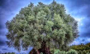 Oliveira do Mouchão măslin jpg