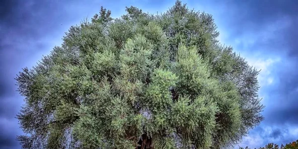 Oliveira do Mouchão măslin jpg