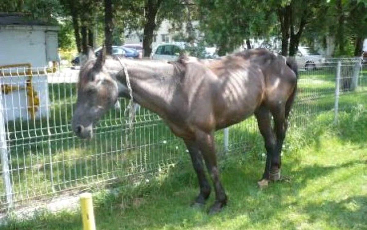 Animalul a fost bătut cu levierulfoto: adevarul.ro