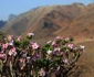 Copacul „Trandafirii deşertului” din Socotra - Yemen  Foto Valerian Guillot - Flickr