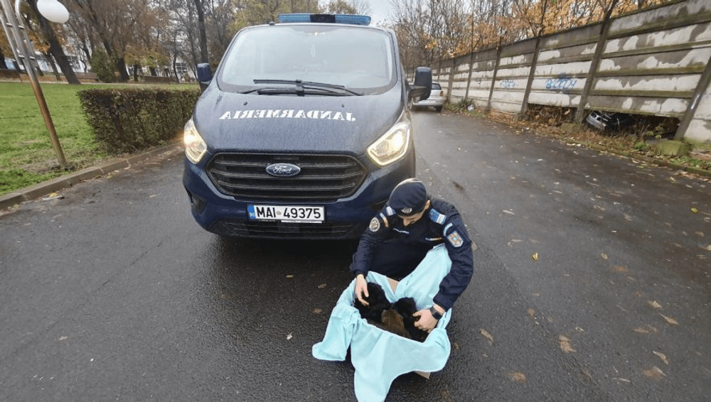 Opt cățeluși, salvați de un jandarm arădean. Puii erau aruncați într-un sac VIDEO