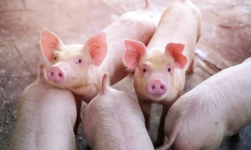 ferma de porci jpeg