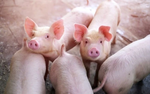 Aproape 40.000 de porci trebuie omorâți, în Timiș FOTO Arhivă