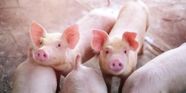 ferma de porci jpeg