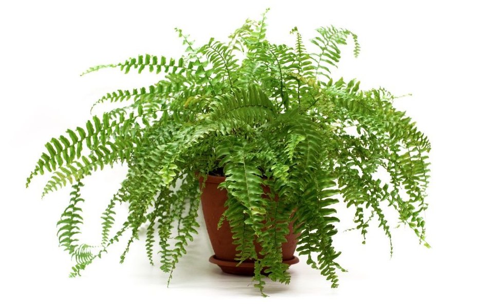 Plante de interior care nu iubesc lumina sub nicio formă. Temperaturile ideale la care pot crește frumos