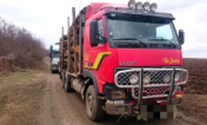 Lemn furat copaci tăiaţi pădure Măcin Sursa Jandarmeria Tulcea