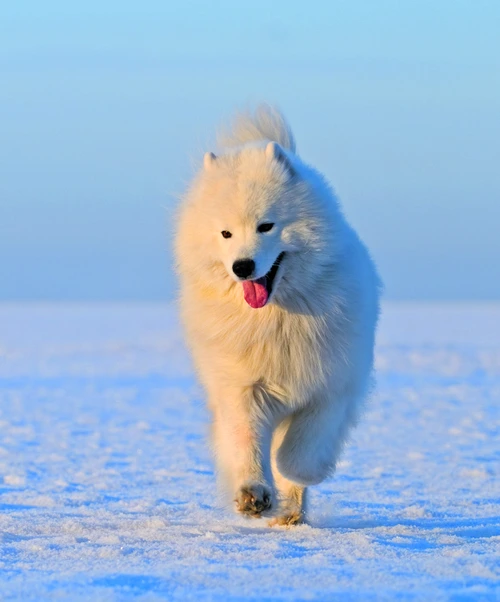 caine samoyed 12416755 xl jpg jpeg