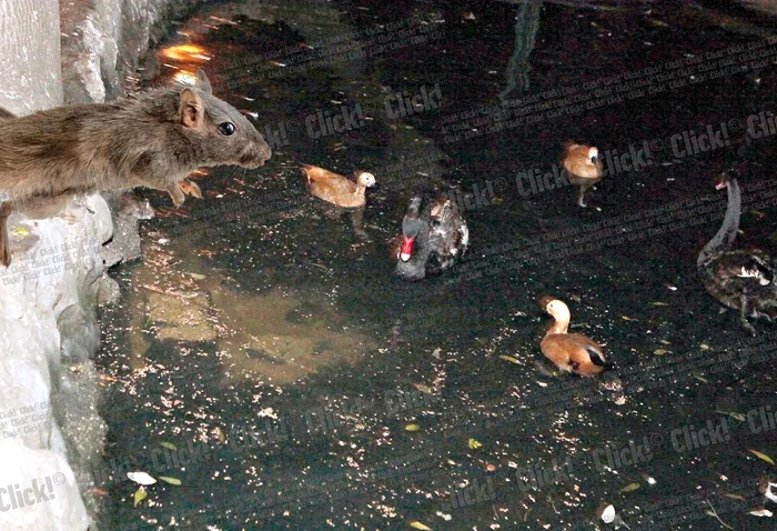 La 6.00 dimineaţa, imediat ce păsările primesc mâncare, şobolanii îşi fac apariţia. (Foto: Florin Şuler)