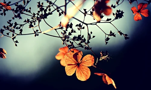 flowers 3876195 1280 jpg
