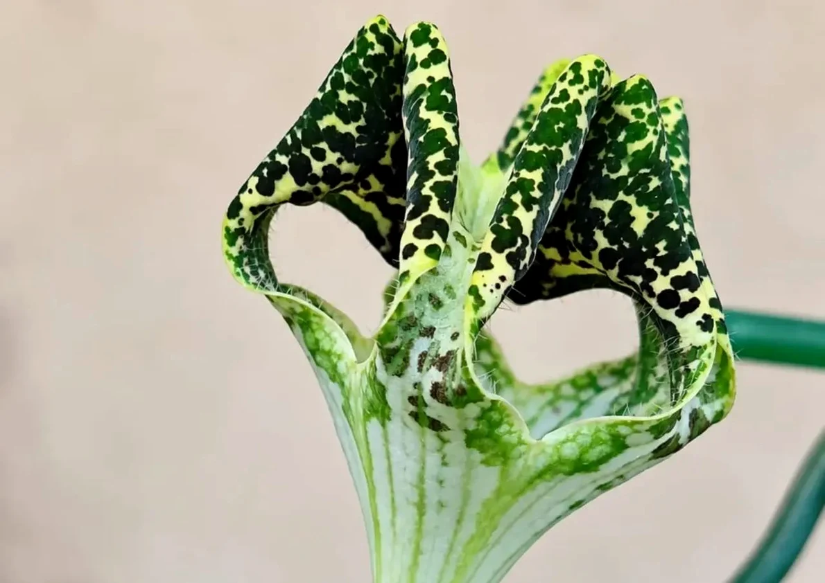 Planta-parașută a înflorit pentru prima dată în Grădina Botanică din București 