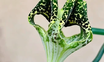 Planta-parașută a înflorit pentru prima dată în Grădina Botanică din București