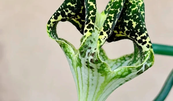 Planta-parașută a înflorit pentru prima dată în Grădina Botanică din București 
