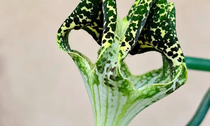 Planta-parașută a înflorit pentru prima dată în Grădina Botanică din București