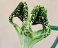 Planta-parașută a înflorit pentru prima dată în Grădina Botanică din București 