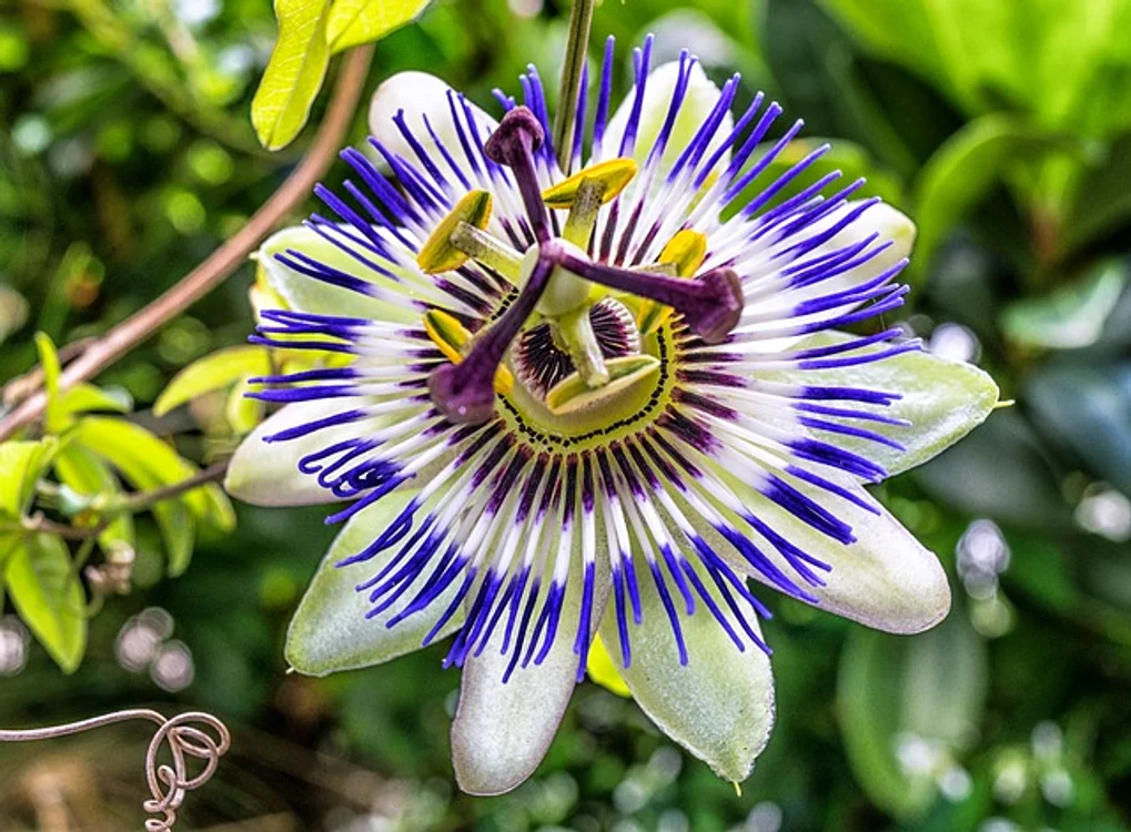 
    Passiflora este una dintre cele mai folosite și studiate plante pentru un spectru larg de tulburări cu cauze emoționale.foto: pixabay.com  