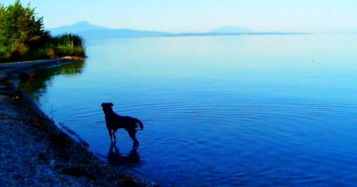 „Adieu au langage“ are ca
protagonişti o femeie, un bărbat singur şi un câine vagabond