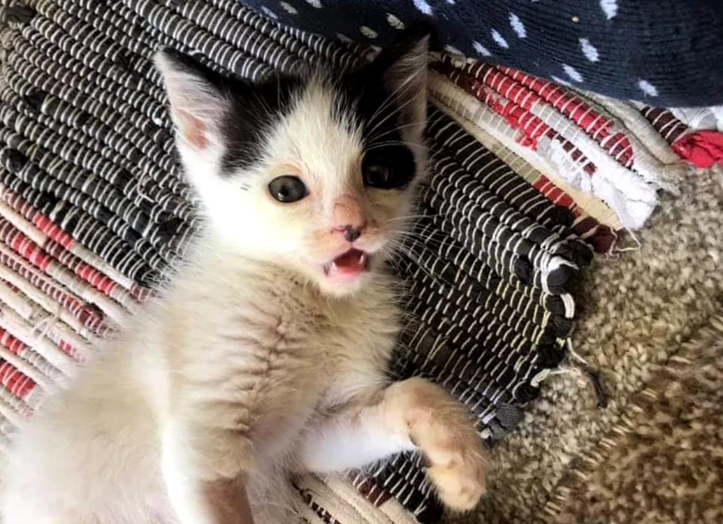 
    Când a fost descoperit, animăluțul era în stare criticăFoto: Cats Protection  