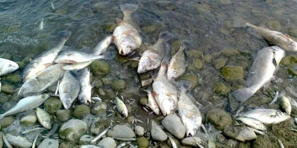 pesti morti poluare