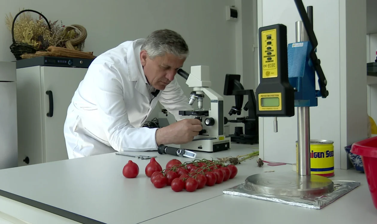 Sute de tomate care au derivat din primele semințe, protejate de Banca de Gene. FOTO Iulian Bunilă