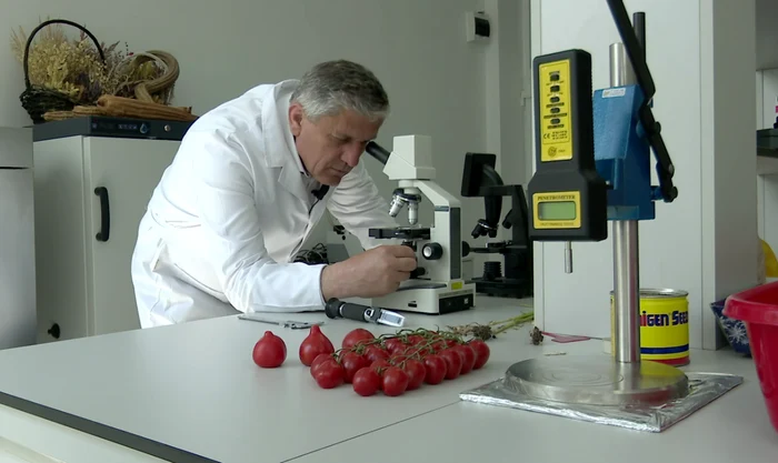 Sute de tomate care au derivat din primele semințe, protejate de Banca de Gene. FOTO Iulian Bunilă