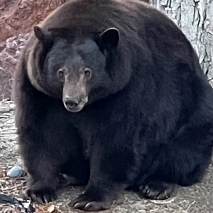 Hank the Tank, ursul capturat 
