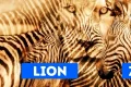 leu zebra jpg
