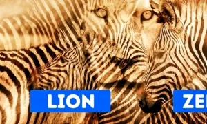 leu zebra jpg