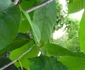 gradina fermecata