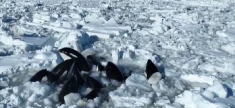Imagini dramatice în nordul Japoniei: mai multe balene ucigașe au rămas blocate în gheață VIDEO