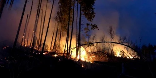 incendiu padure pietrosita