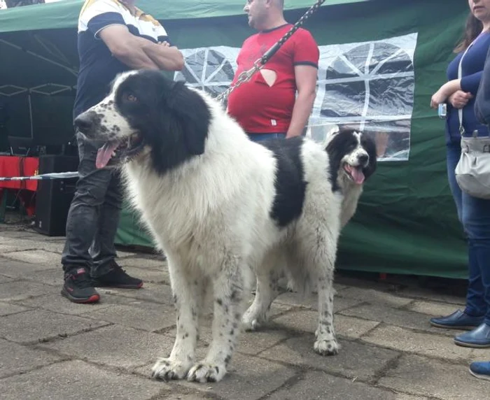 Ciobănesc de Bucovina în expoziţie la Timişoara Ş.Both