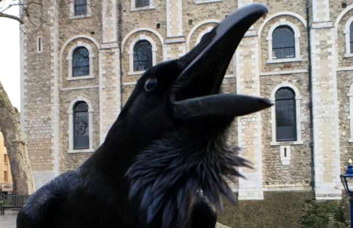Corbul Melina la Turnul Londrei FOTO Historic Royal Palaces via BBC