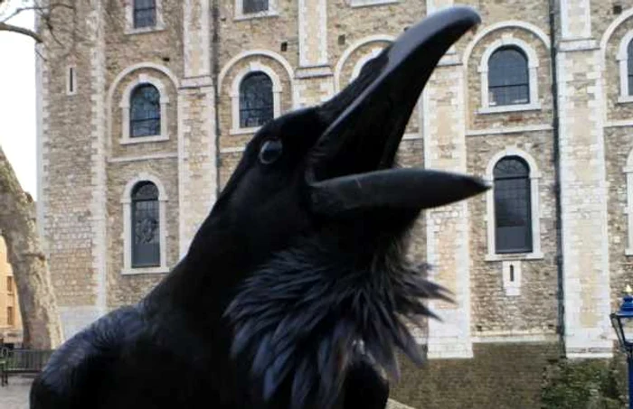 Corbul Melina la Turnul Londrei FOTO Historic Royal Palaces via BBC